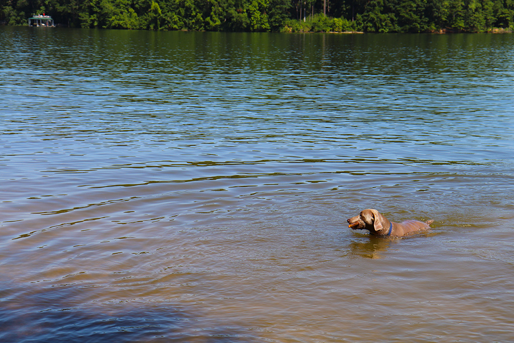 are dogs allowed at acworth beach