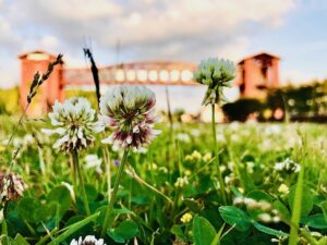 Close-up of clover flowers in a field, with blurred red brick buildings and a bridge in the background under a partly cloudy sky, capturing one of the 6 must-visit spots for the perfect Valentine's Day in Acworth.