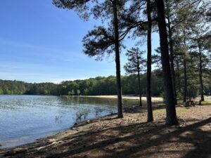 A calm lakeshore with a sandy beach area, surrounded by tall trees and forest under a clear blue sky.