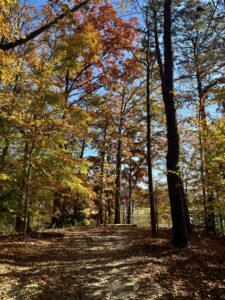 A dirt path winds through a forest of tall trees with autumn foliage in shades of orange, yellow, and red under a clear blue sky, capturing the serene beauty often found along the trails in Acworth.