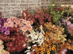 gatherAnBloom A variety of colorful chrysanthemums and other flowers are arranged in bunches against a brick wall.