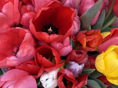 A close-up view of a bouquet of tulips in various colors, including red, pink, yellow, white, and purple, with visible green leaves.