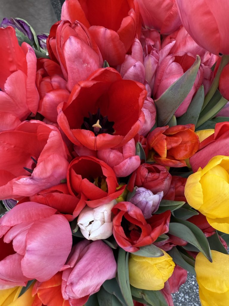 A close-up view of a bouquet of tulips in various colors, including red, pink, yellow, white, and purple, with visible green leaves.