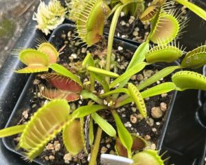 Close-up of a Venus flytrap plant in a black container, showing several open and closed green and red traps with spiky edges.