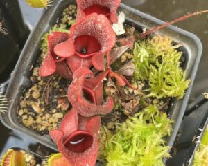 Red pitcher plant with tubular leaves grows in a small pot surrounded by green moss and gravel, seen from above.