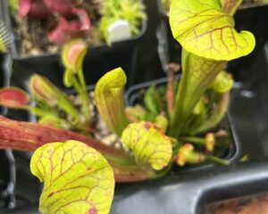 Close-up of carnivorous pitcher plants in black pots, with yellow-green veined leaves and some reddish leaves visible in the background.