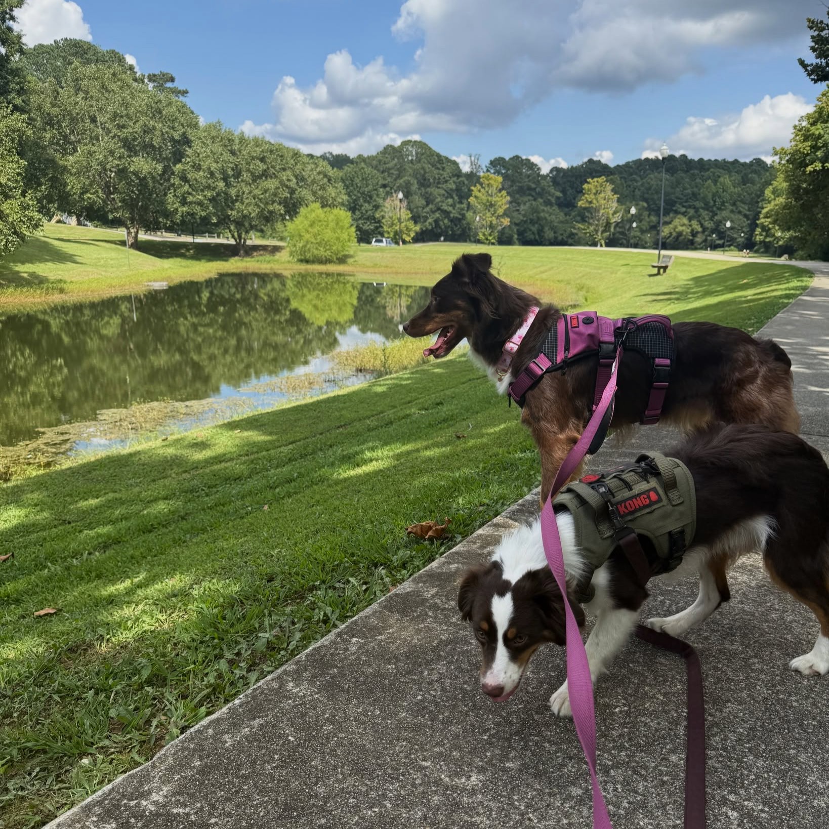 Two dogs on leashes stand on a paved path beside a grassy area and a pond under a partly cloudy sky, enjoying one of the many dog-friendly places in Acworth.