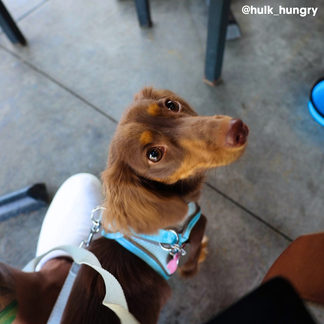 Brown dachshund wearing a blue harness looks up while sitting beside a person in white shoes on a concrete floor, perfect for exploring dog-friendly places in Acworth.